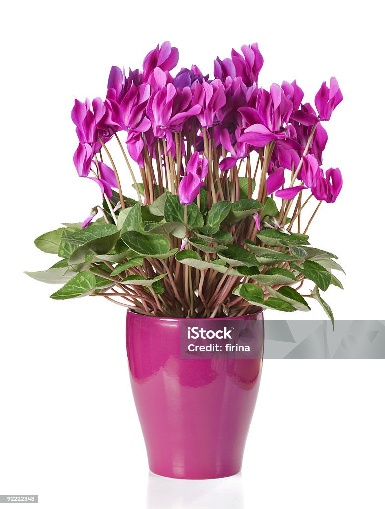 Cyclamen  Blossom Stock Photo