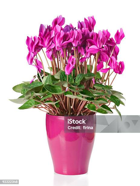 Cyclamen Stock Photo - Download Image Now - Blossom, Ceramics, Color Image