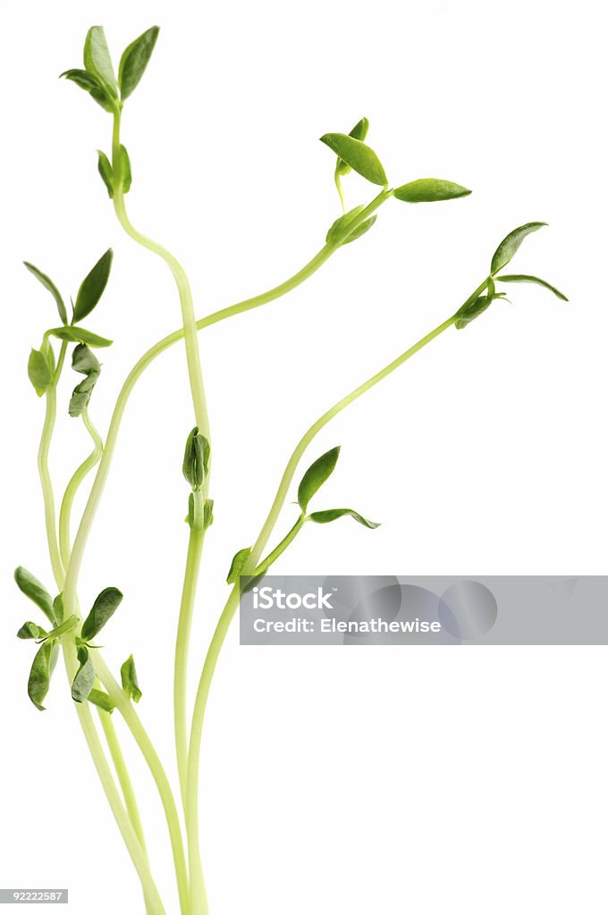 sprouts Verde sobre fondo blanco - Foto de stock de Crecimiento libre de derechos