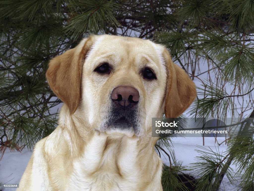 Yellow Labrador Retriever - Lizenzfrei Baum Stock-Foto