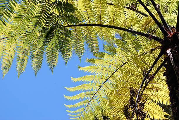 A Native New Zealand 'Punga' Tree Fern with clear spring sky in the background. Punga (Ponga) is the Maori word for Tree Fern. The Punga is also more commonly known as a Silver Fern (Cyathea dealbata). The Silver Fern gets its name from the leaves, as the underside of the leaves turn a silvery-white color with age. It has become New Zealand's emblem in sport.