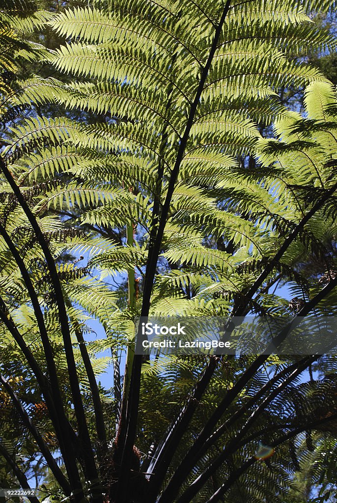 Nova Zelândia Punga menziesii - Foto de stock de Ambiente vegetal royalty-free