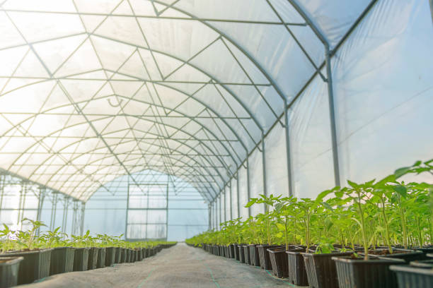 istock Rows of Potted Seedlings in Greenhouse 922227162