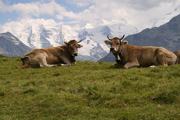 Cows on the pasture in South Tyrol