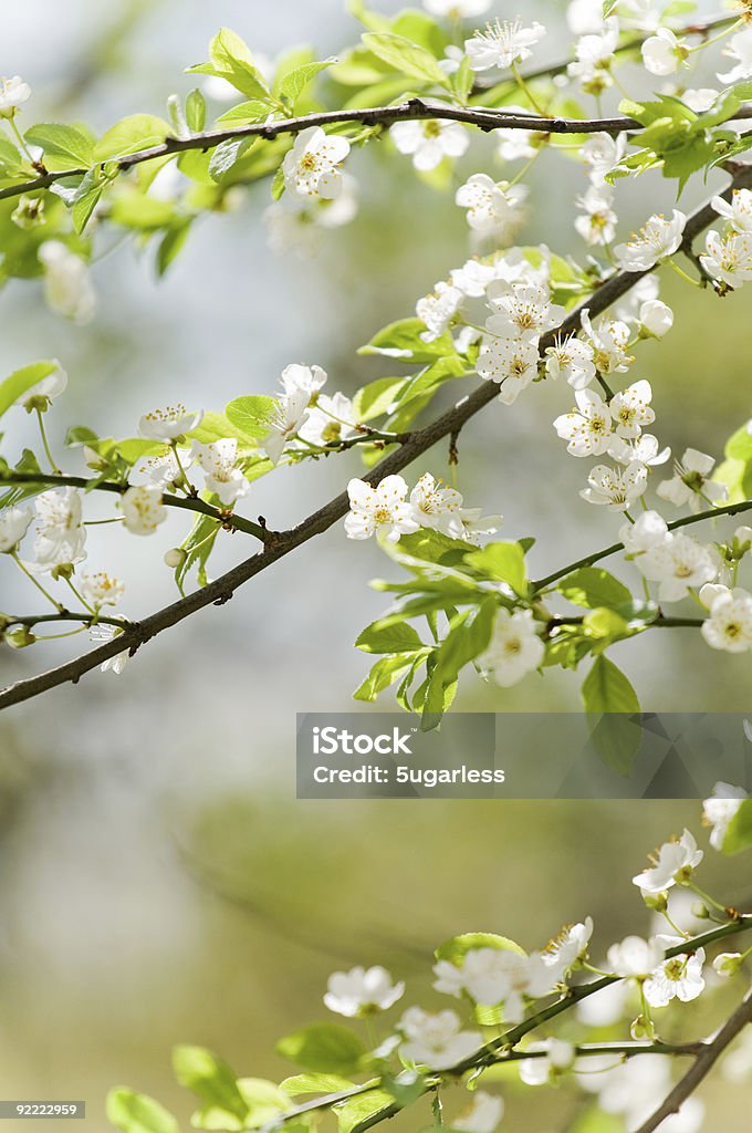 Cherry blossom - Lizenzfrei Anfang Stock-Foto