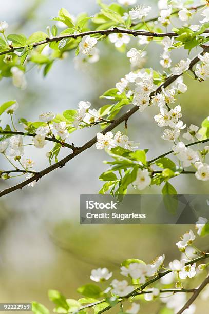 Fiore Di Ciliegio - Fotografie stock e altre immagini di Albero - Albero, Ambientazione esterna, Aprile