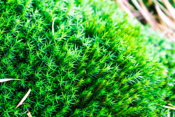 istock Green moss on stone in a summer forest 922231794