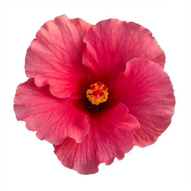 istock Pink hibiscus flower isolated on white 922231950