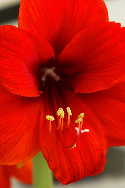Amaryllis Red Flower Closeup Macro - Selective focus on beautiful holiday flower.