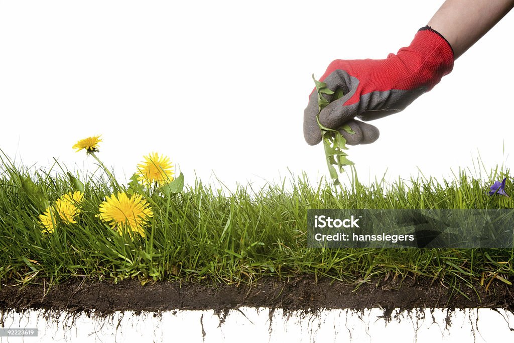 La jardinería - Foto de stock de Arrancar malas hierbas libre de derechos