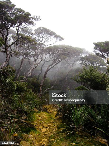 Cloud Forest Background Mount Kinabalu Borneo Stock Photo - Download Image Now - Asia, Bizarre, Branch - Plant Part
