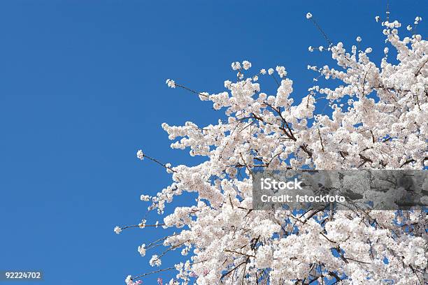 桜の花 - まぶしいのストックフォトや画像を多数ご用意 - まぶしい, カラー画像, サクラの木