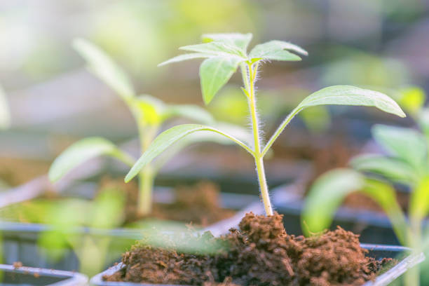 istock Tomato seedlings in a greenhouse. 922251954
