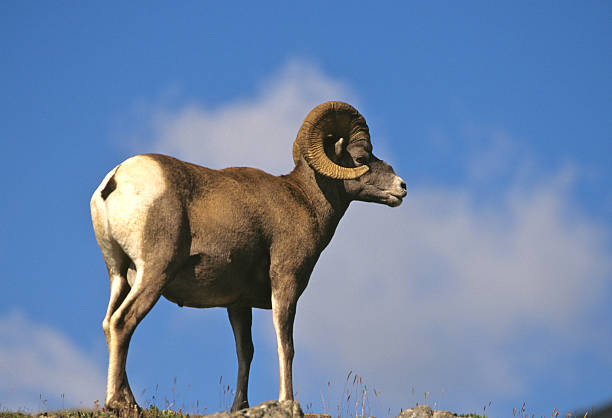 istock Bighorn Sheep on Skyline 92225196