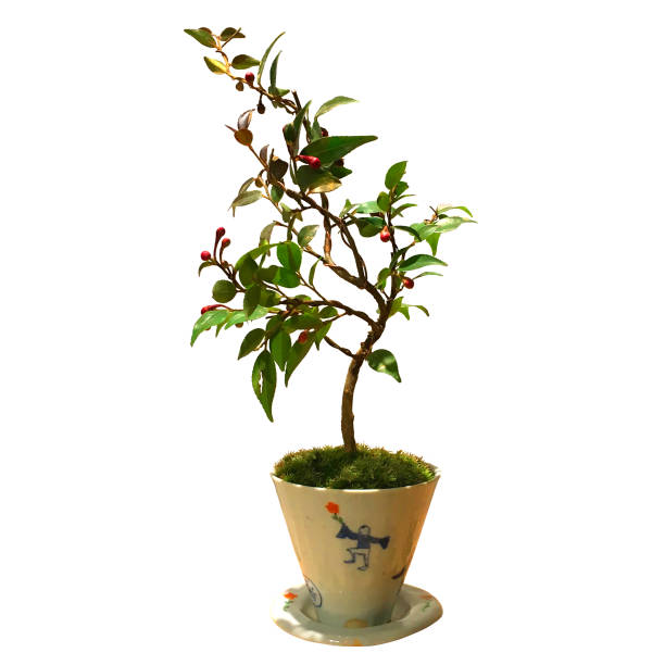 istock Japanese foliage plants 922254088