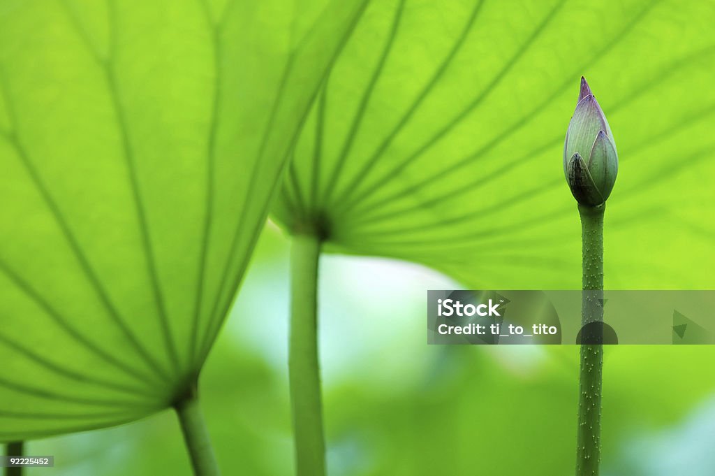 La fleur de lotus et feuilles - Photo de Arbre en fleurs libre de droits