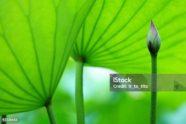 Photo libre de droit de La Fleur De Lotus Et Feuilles banque d'images et plus d'images libres de droit de Arbre en fleurs - Arbre en fleurs, Asiatique de l'Est et du Sud-Est, Asie