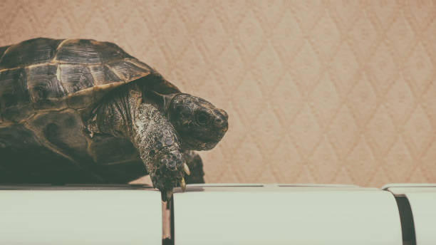 istock Domestic turtle is heated on radiator 922256638