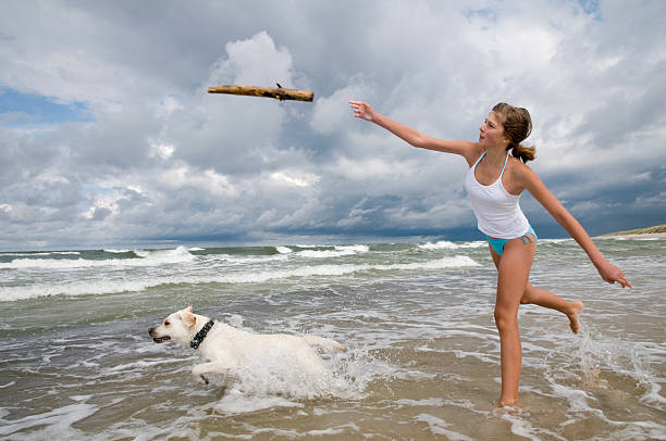 Mixed-breed domestic dog is running on sands at beach.