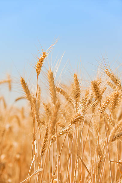 istock FIeld of wheat 92225682