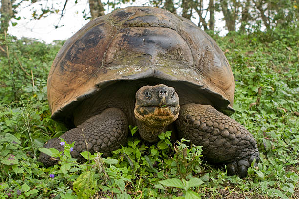 istock Giant Galapagos tortoise, Geochelone elephantopus 92225966