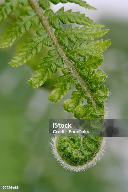 Świeże Fern Liść Złożony - zdjęcia stockowe i więcej obrazów Bez ludzi - Bez ludzi, Bliskie zbliżenie, Fotografika