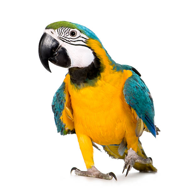 若いブルーとイエローマコー-ara ararauna - gold and blue macaw ストックフォトと画像