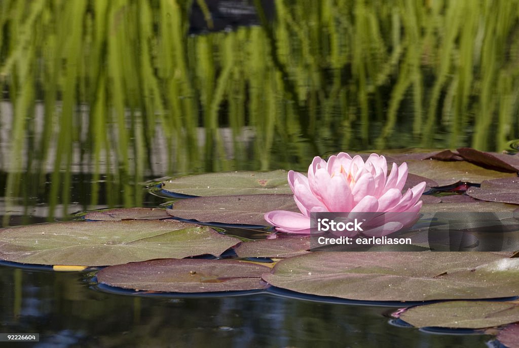 Nenúfar rosa sobre una almohadilla de lirio en un estanque. - Foto de stock de Jardín Botánico libre de derechos