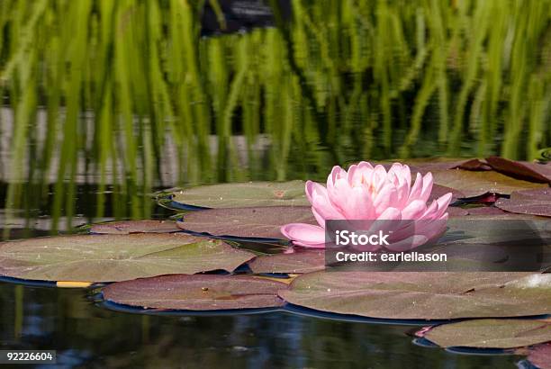 Nenúfar Rosa Sobre Una Almohadilla De Lirio En Un Estanque Foto de stock y más banco de imágenes de Jardín Botánico