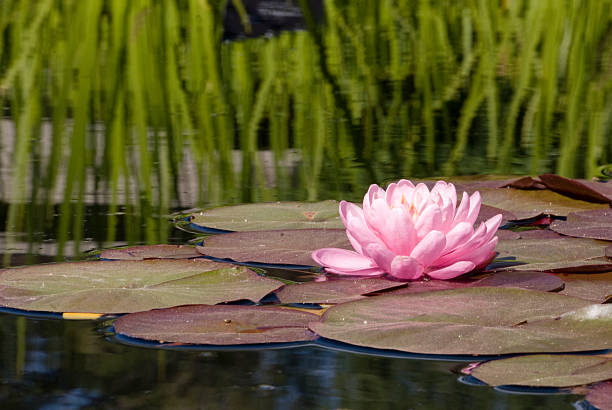 Pink water lily on a lily pad in a pond. stock photo