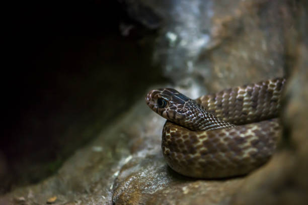 istock Snake curled up in a rock 922266618