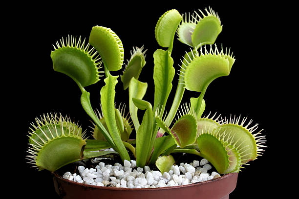 Dionea (Dionaea muscipula) en una taza aislado en negro - foto de stock