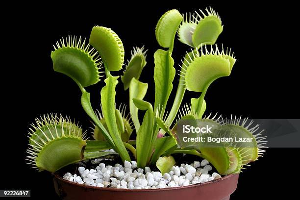 Venus Flytrap In A Pot Isolated On Black Stock Photo - Download Image Now