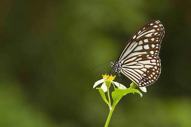 Asclépia Natural borboleta - foto de acervo