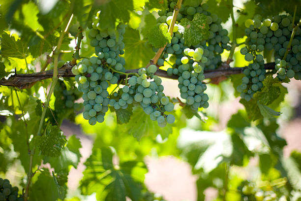 Grapes on a Vine stock photo