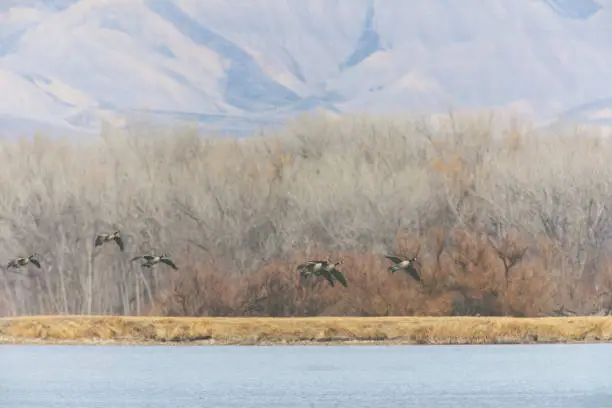 Photo of Western Colorado Winter Sports Duck Canadian Snow Goose Photography