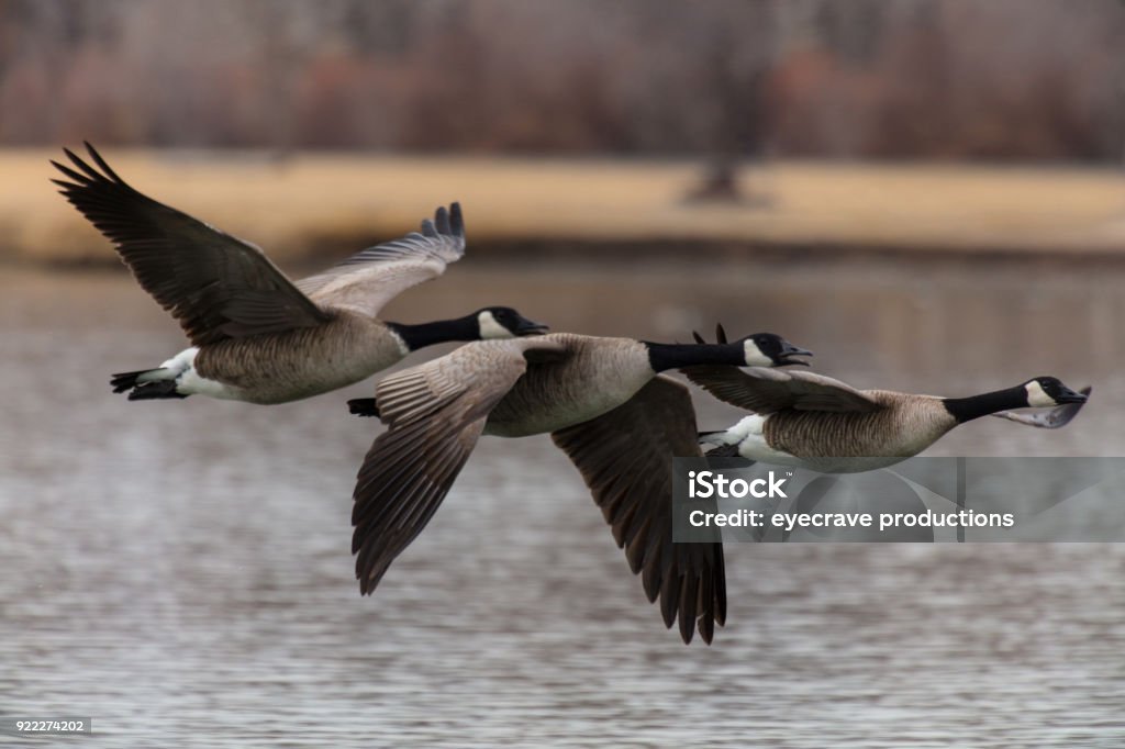Western Colorado Winter Sports Duck Canadian Snow Goose Photography Waterfowl Western Colorado winter outdoor sports hunting duck and Canadian and Snow geese on Waterways and in Flight at various angles with copy space and varied depth of field -  (photos professionally retouched - Lightroom / Photoshop - original size 5616 x 3744 canon 5DS Full Frame) iStock Portfolio: http://bit.ly/eyecrave_istock Getty Images Portfolio: http://bit.ly/eyecrave_getty Canada Goose Stock Photo
