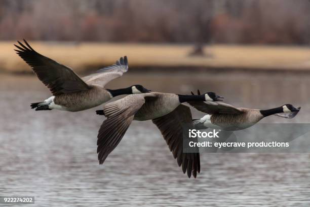 Western Colorado Winter Sports Duck Canadian Snow Goose Photography Stock Photo - Download Image Now