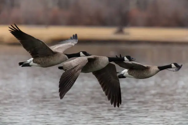 Photo of Western Colorado Winter Sports Duck Canadian Snow Goose Photography