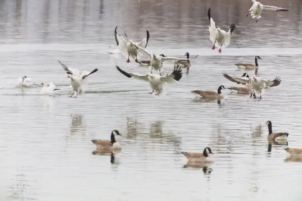 Photo of Western Colorado Winter Sports Duck Canadian Snow Goose Photography