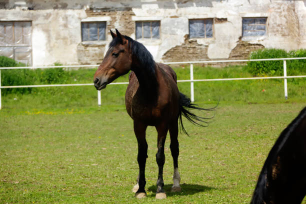 istock Horse. Summer meadow. 922279434