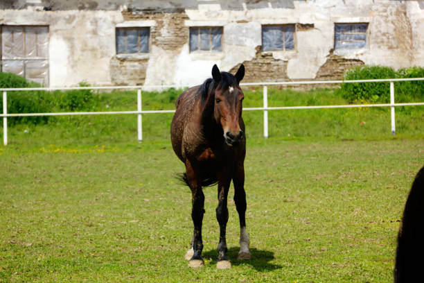 istock Horse. Summer meadow. 922279438