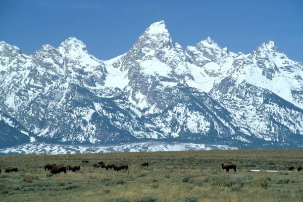 istock Grand Tetons and Bison herd 922279462