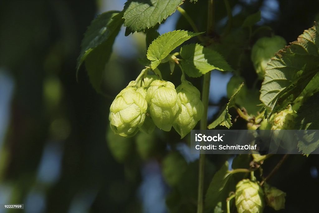 Lúpulo de cerveja e muito mais - Royalty-free Folha Foto de stock