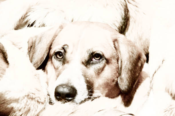 istock Head of a dog. Portrait. 922279606