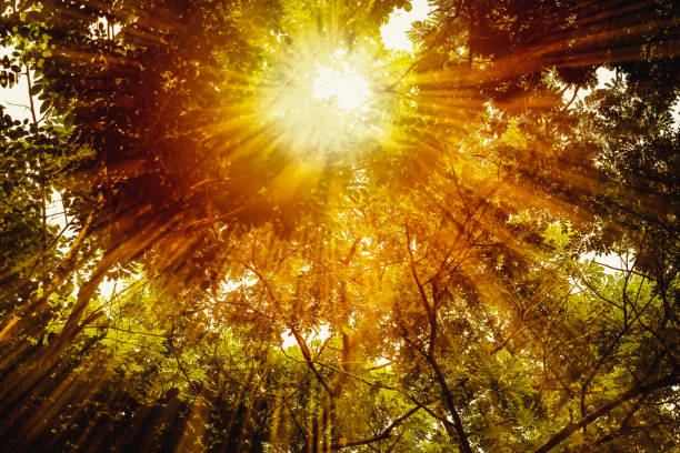 árvore ramo com o fundo de sol quente. - olive tree flash - fotografias e filmes do acervo