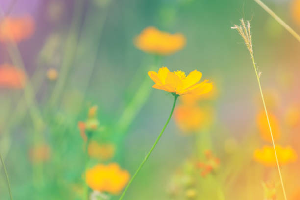 istock Beautiful flowers in garden, soft focus 922282210