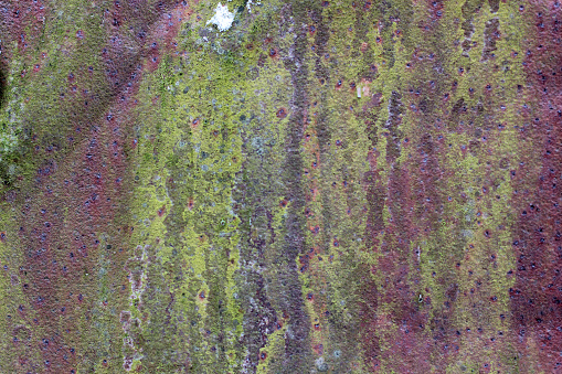 Multi Colored Rust Surface Of Rusty Iron With Remnants Of Old Multicolored Paint Texture ...
