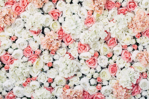 foto di parete floreale - rosa fiore foto e immagini stock