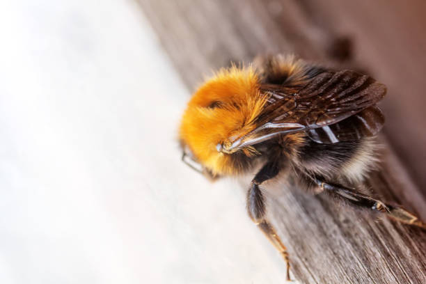 istock Bumblebee. A window with a wooden frame. 922285604